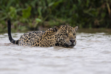 Jaguar (Panthera onca), der ins Wasser läuft, Pantanal, Mato Grosso, Brasilien - ISF23394