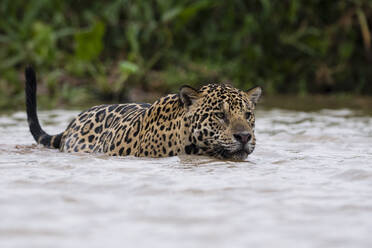 Jaguar (Panthera onca) walking into water, Pantanal, Mato Grosso, Brazil - ISF23394