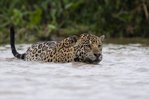 Jaguar (Panthera onca), der ins Wasser läuft, Pantanal, Mato Grosso, Brasilien - ISF23394