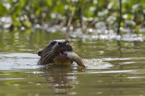 Riesenotter (Pteronura brasiliensis) frisst Fische im Fluss, Pantanal, Mato Grosso, Brasilien - ISF23395