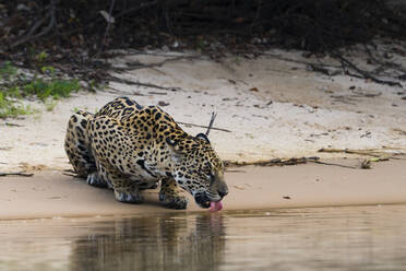 Jaguar (Panthera onca) drinking river water, Pantanal, Mato Grosso, Brazil - ISF23397