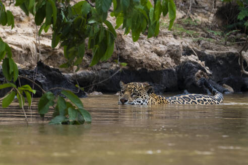 Jaguar (Panthera onca) beim Waten im Fluss, Pantanal, Mato Grosso, Brasilien - ISF23398