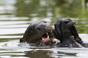 Riesenotter (Pteronura brasiliensis) fressen Fische im Fluss, Pantanal, Mato Grosso, Brasilien - ISF23399