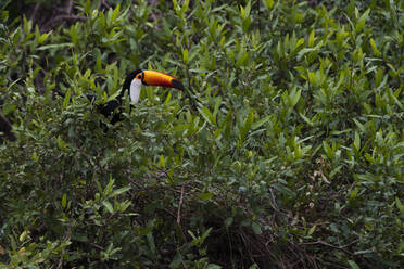 Toco toucan (Ramphastos toco) rests in canopy, Pantanal, Mato Grosso, Brazil - ISF23401