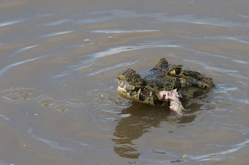 Jacare-Kaiman (Caiman yacare), Pantanal, Mato Grosso, Brasilien - ISF23403