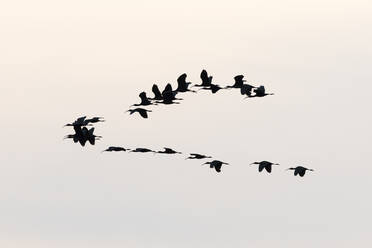 Flock of Wood Stork (Mycteria americana) in sky, Pantanal, Mato Grosso, Brazil - ISF23404