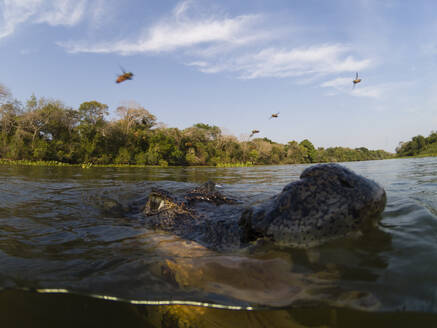 Jacare-Kaiman (Caiman yacare) in Rio Claro, Pantanal, Mato Grosso, Brasilien - ISF23405