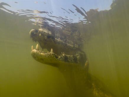 Jacare-Kaiman (Caiman yacare) unter Wasser, Pantanal, Mato Grosso, Brasilien - ISF23407