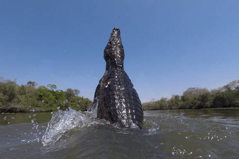 Jacare-Kaiman (Caiman yacare) springt im Fluss auf, Pantanal, Mato Grosso, Brasilien - ISF23408