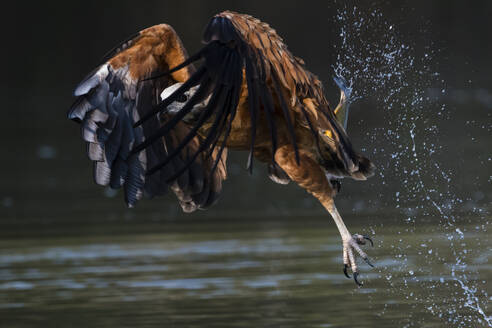 Schwarzhalsbussard (Busarellus nigricollis) beim Fischen, Pantanal, Mato Grosso, Brasilien - ISF23410