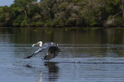 Kakaoreiher (Ardea cocoi) im Vorbeiflug an der Flussoberfläche, Pantanal, Mato Grosso, Brasilien - ISF23411