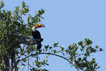 Toco-Tukan (Ramphastos toco) auf einem Baum sitzend, Pantanal, Mato Grosso, Brasilien - ISF23412