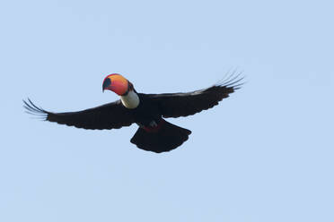 Toco-Tukan (Ramphastos toco) am Himmel, Pantanal, Mato Grosso, Brasilien - ISF23413