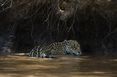 Jaguar (Panthera onca) beim Waten im Fluss, Pantanal, Mato Grosso, Brasilien - ISF23415