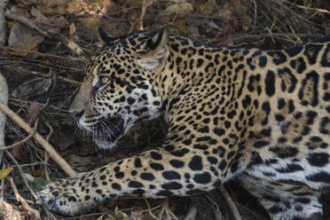 Jaguar (Panthera onca) liegend, Pantanal, Mato Grosso, Brasilien - ISF23416