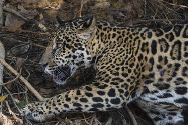 Jaguar (Panthera onca) lying down, Pantanal, Mato Grosso, Brazil - ISF23416