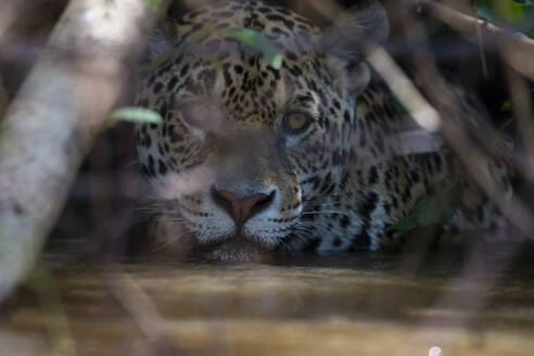 Jaguar (Panthera onca) versteckt und wartet auf Beute, Pantanal, Mato Grosso, Brasilien - ISF23417