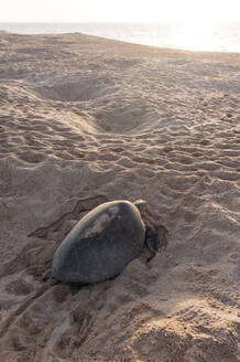 Grüne Schildkröte am Strand auf dem Weg zurück ins Meer, Ras Al Jinz, Oman - ISF23441