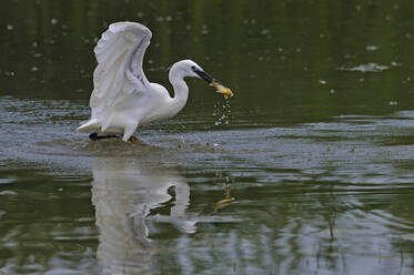 Reiher fängt Fisch im See - CAVF72272