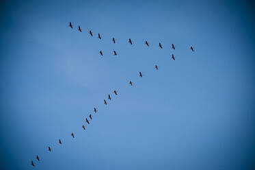 Low angle view of flock of birds flying against sky - CAVF72276