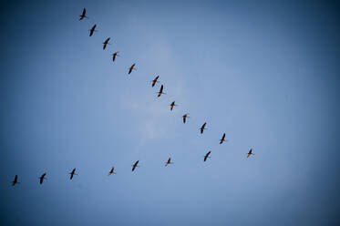 Low angle view of flock of birds against sky - CAVF72277