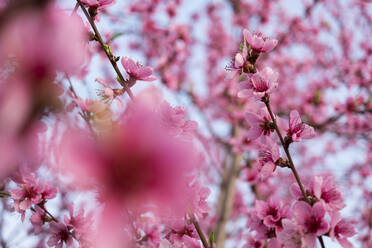 Nahaufnahme von rosa Blüten auf einem Baum - CAVF72284