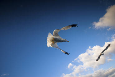Low angle view of seagulls flying against cloudy sky - CAVF72285