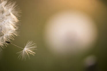 Close-up of dandelion flower - CAVF72290