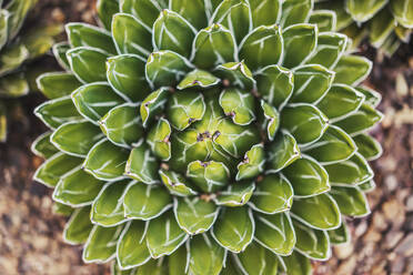 Overhead view of succulent plant growing on field - CAVF72361