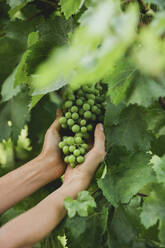 Cropped hands of woman touching bunch of grapes at vineyard - CAVF72374