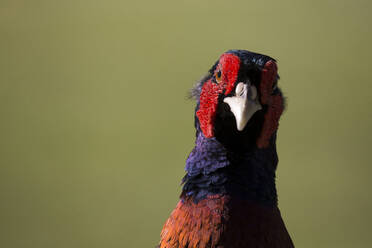 Close-up portrait of bird - CAVF72377