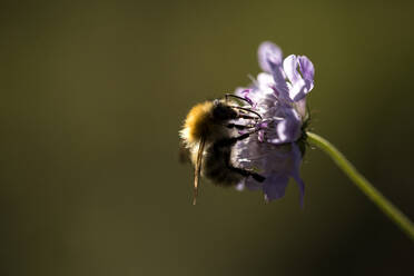 Nahaufnahme einer Honigbiene beim Fressen einer Blüte - CAVF72379