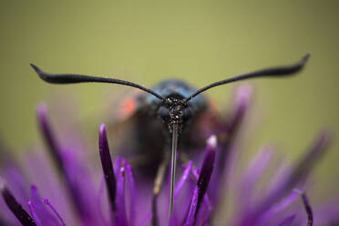 Nahaufnahme der Blüte des Fünffleckigen Brennnessels (Zygaena trifolii) - CAVF72380