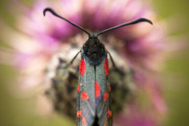 Draufsicht auf die Blüte des Fünffleckigen Brennnessels (Zygaena trifolii) - CAVF72381