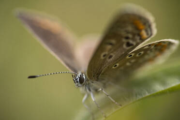 Close-up of moth on plant - CAVF72385