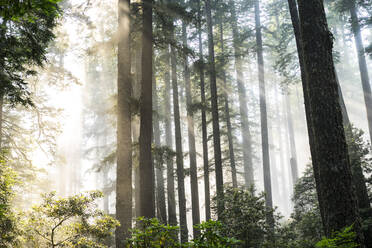 Niedriger Blickwinkel auf Sonnenlicht, das durch Bäume im Wald fällt - CAVF72386