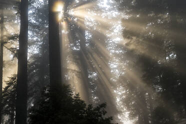 Low-Winkel-Ansicht von Sonnenlicht fällt durch Bäume im Wald bei nebligem Wetter - CAVF72387