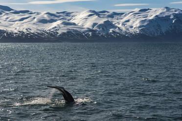 Im Meer schwimmender Wal vor schneebedeckten Bergen - CAVF72435