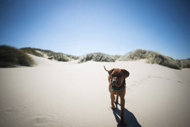 Hund spaziert auf Sand vor blauem Himmel - CAVF72441