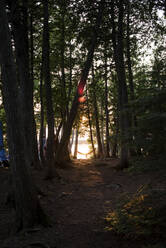Ruhige Aussicht auf Bäume im Wald am See bei Sonnenuntergang - CAVF72464