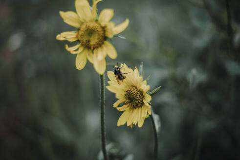 Hochformatige Ansicht einer Honigbiene beim Fressen einer Blüte - CAVF72472