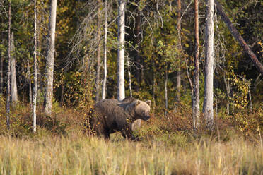 Finland, Kuhmo, Brown bear (Ursus arctos) in autumn boreal forest - ZCF00850