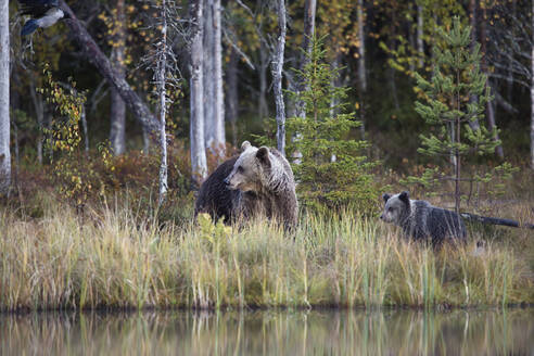 Finnland, Kuhmo, Familie des Braunbären (Ursus arctos) am Seeufer eines borealen Waldes im Herbst - ZCF00851