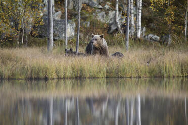 Finland, Kuhmo, Brown bear (Ursus arctos) family at boreal forest lakeshore in autumn - ZCF00852