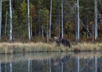 Finnland, Kuhmo, Braunbär (Ursus arctos) am Seeufer eines borealen Waldes im Herbst - ZCF00853