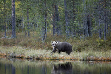 Finnland, Kuhmo, Braunbär (Ursus arctos) am Seeufer eines borealen Waldes im Herbst - ZCF00854