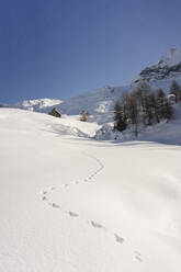 Tierische Fußabdrücke im Neuschnee, Valmalenco, Italien - MRAF00468