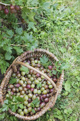 Wicker basket full of freshly harvested gooseberries - GWF06338