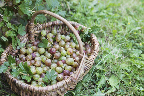 Weidenkorb voll mit frisch geernteten Stachelbeeren - GWF06339