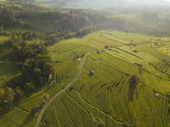 Indonesien, Bali, Luftaufnahme der Reisterrasse Jatiluwih - KNTF03784
